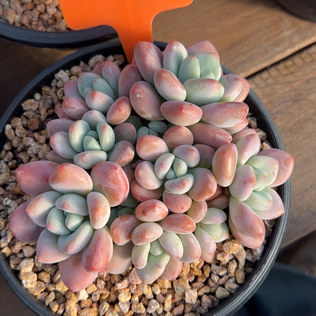 红洛神            111111111111111