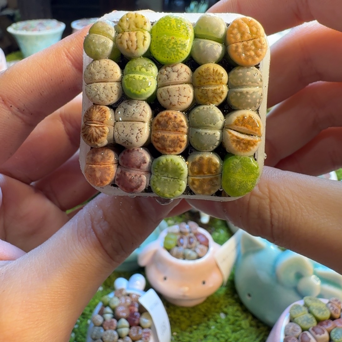 多肉葡萄的味道真的1051