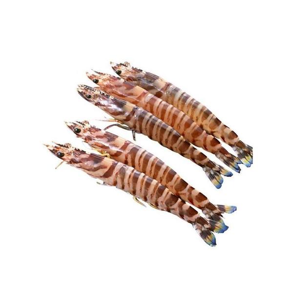 【水不同】鲜活斑节虾