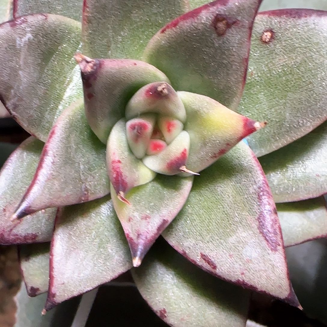 乌木锦，多肉植物锦