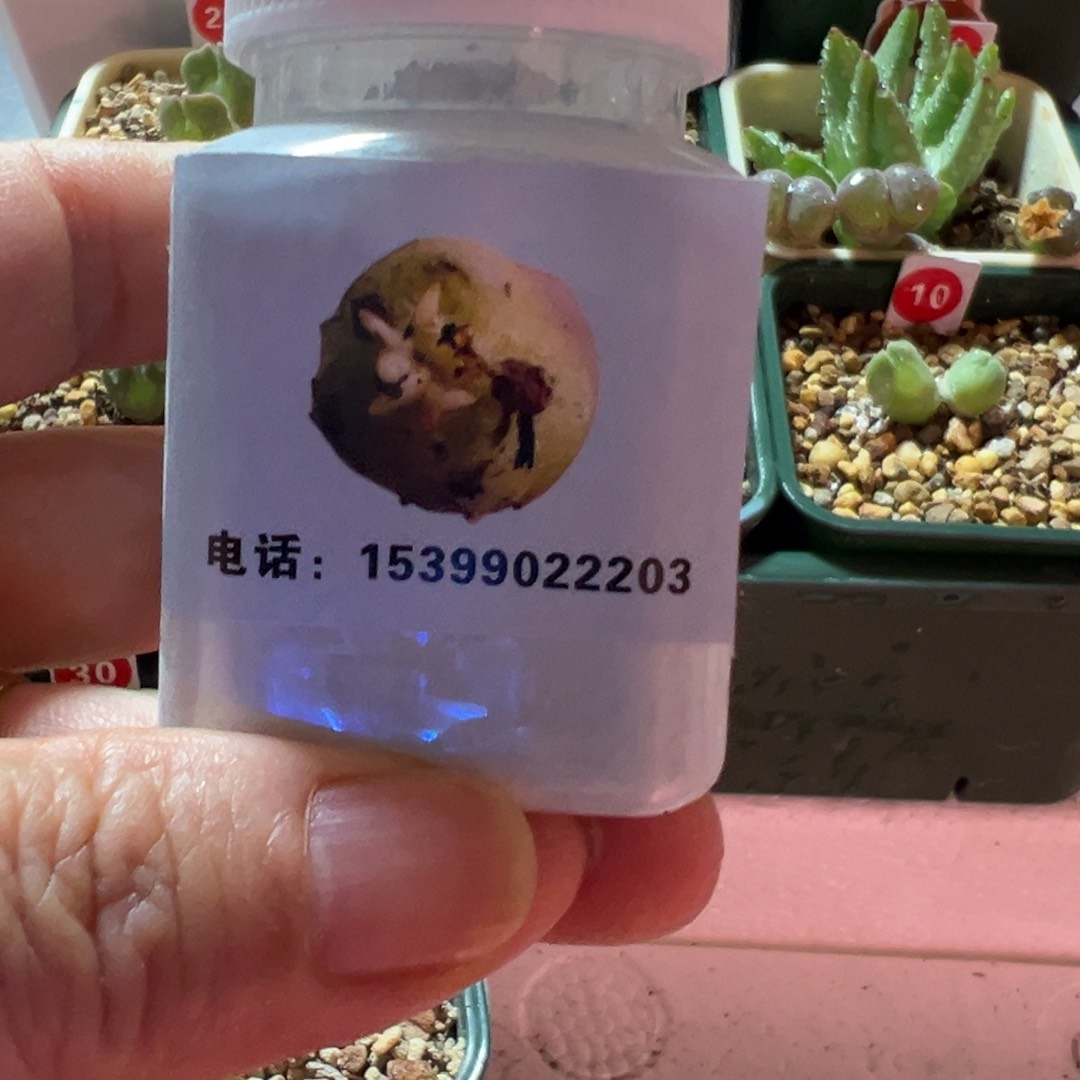 多肉植物转用生根粉