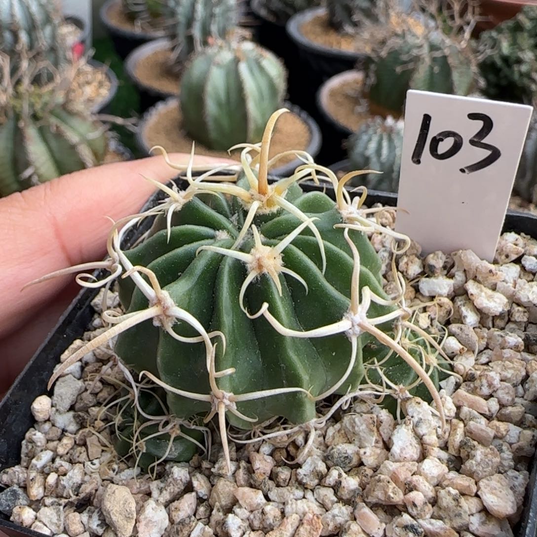 103脱土发 实生 仙人球