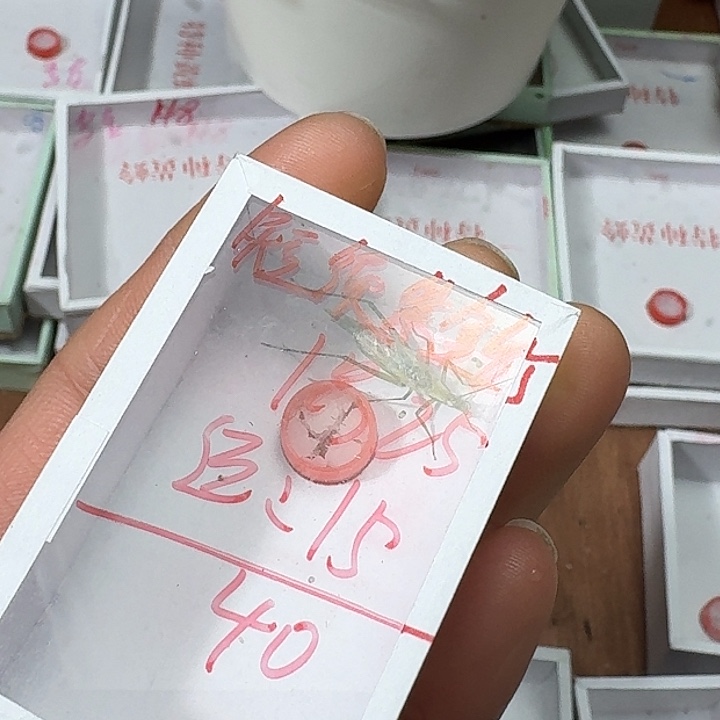 @****蟋蟀2222222222222222