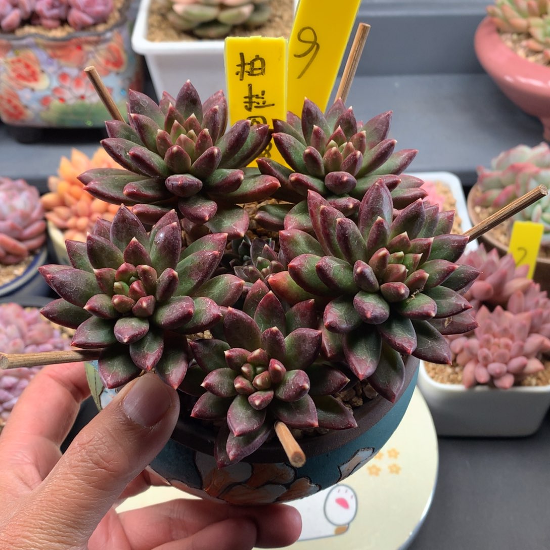 我们家的小仙女们