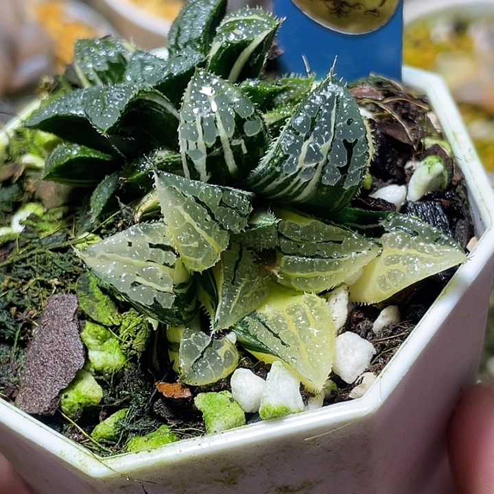 604青木女王锦特选度老师