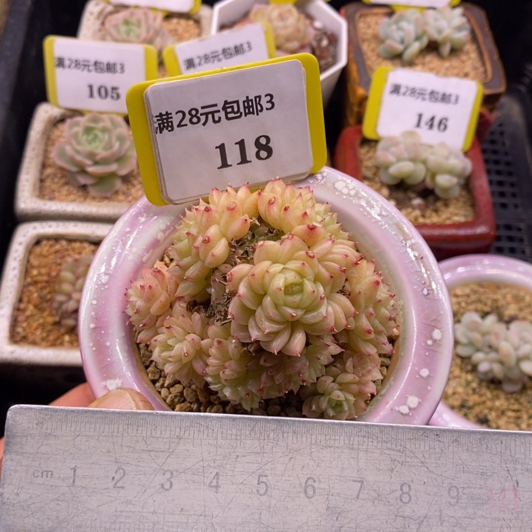 3118小脸麦秆多肉植物