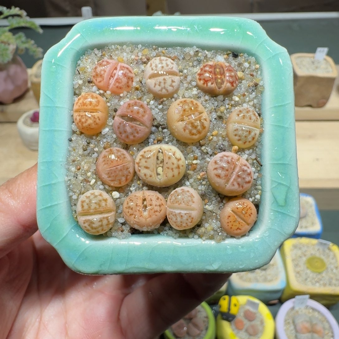 红陶蘑菇1135丽虹