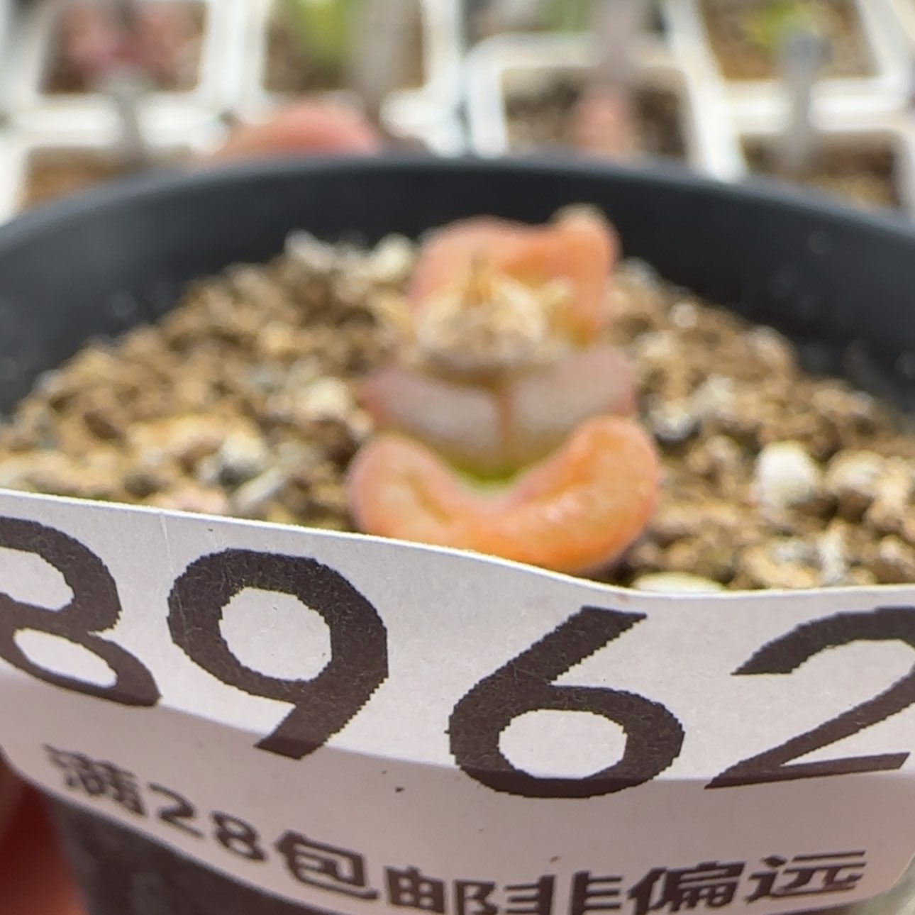 【闪购商品】菁*8962