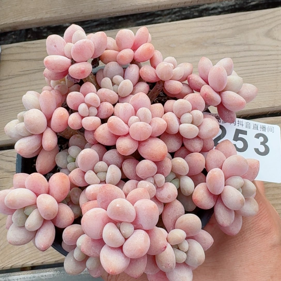 鱼子酱         精品多肉