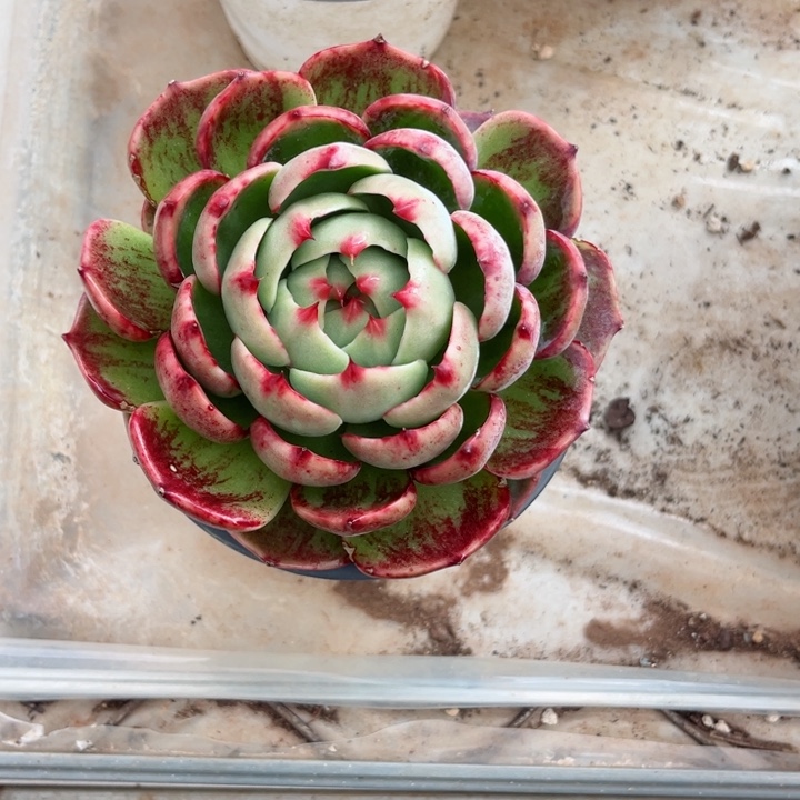 九***字惊鸿仙子多肉植物A九月