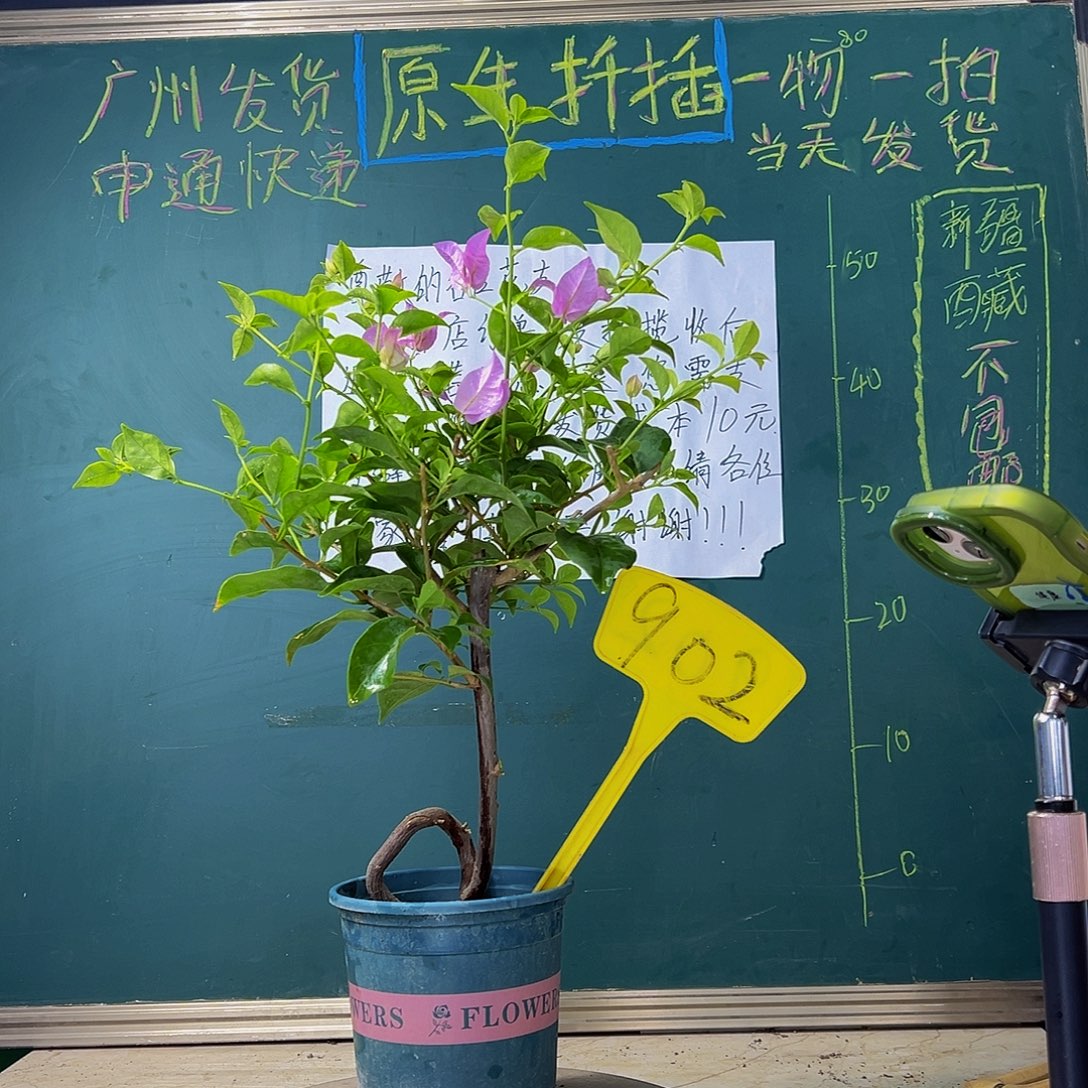 当前无花栽培后可以开花 造型杆 巴西紫 902