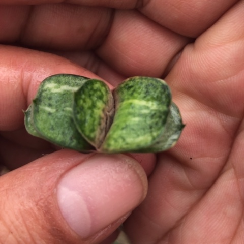 恐龙蜗牛锦蜗牛锦