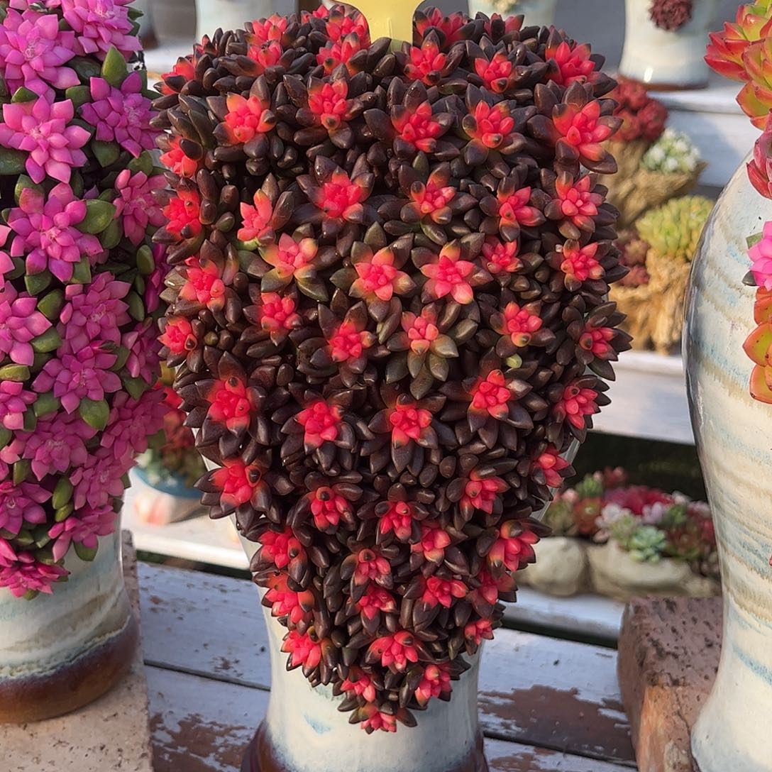 黑骑士多肉植物组合