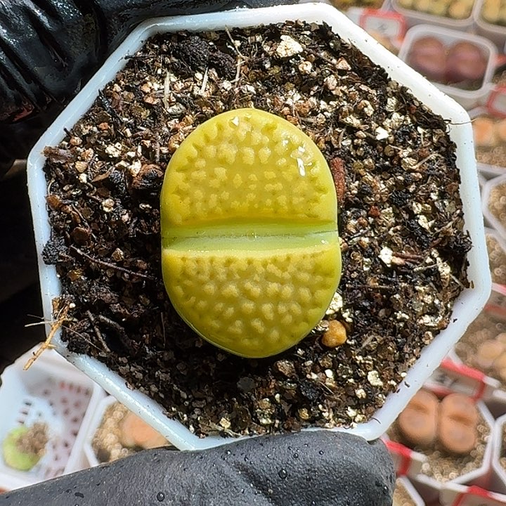 生石花1111111。   190