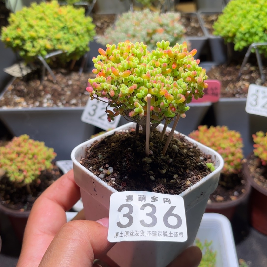 枝干番杏密橘糖球336