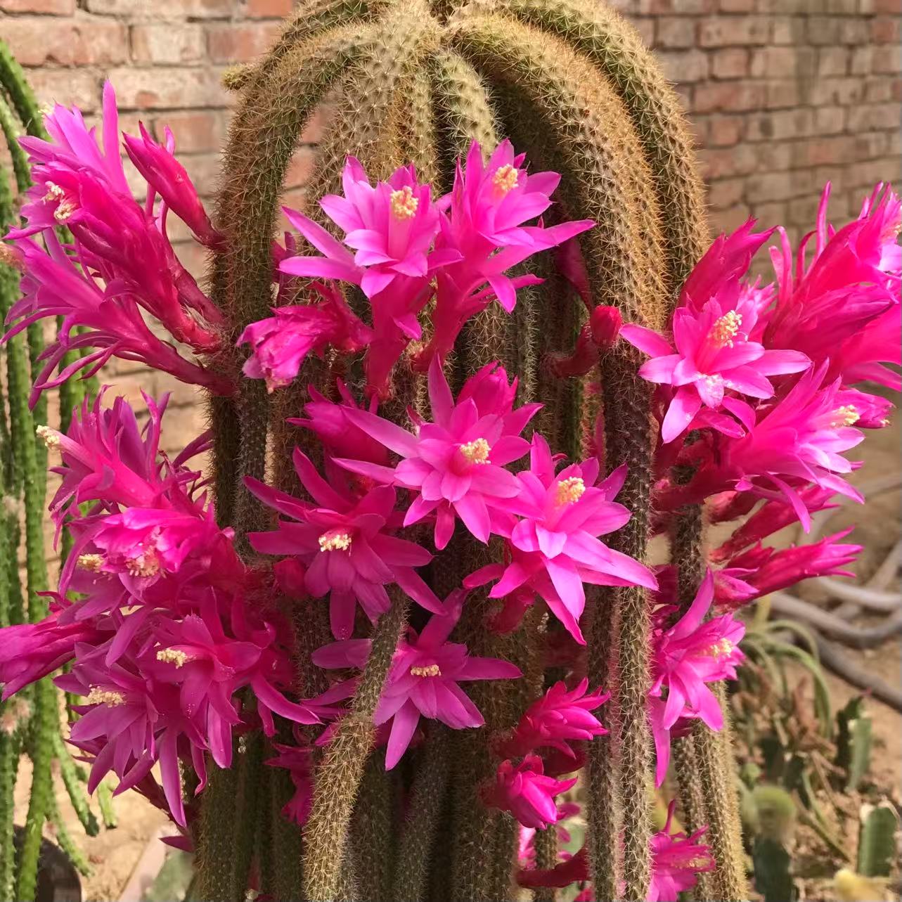 仙人掌科嫁接鼠尾令箭枝条垂吊金妞绿植多肉盆栽好养易活庭院 