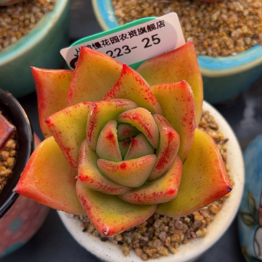 从前慢多肉精选编号0223.25