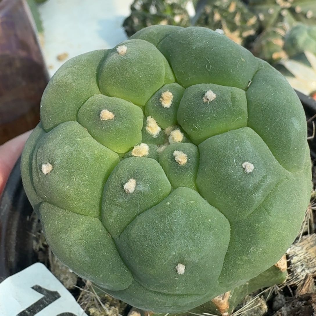 【闪购商品】大尤鲜197