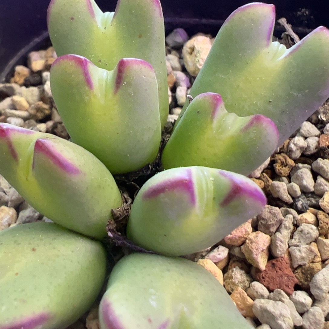 红边将嘴将 肉锥植物