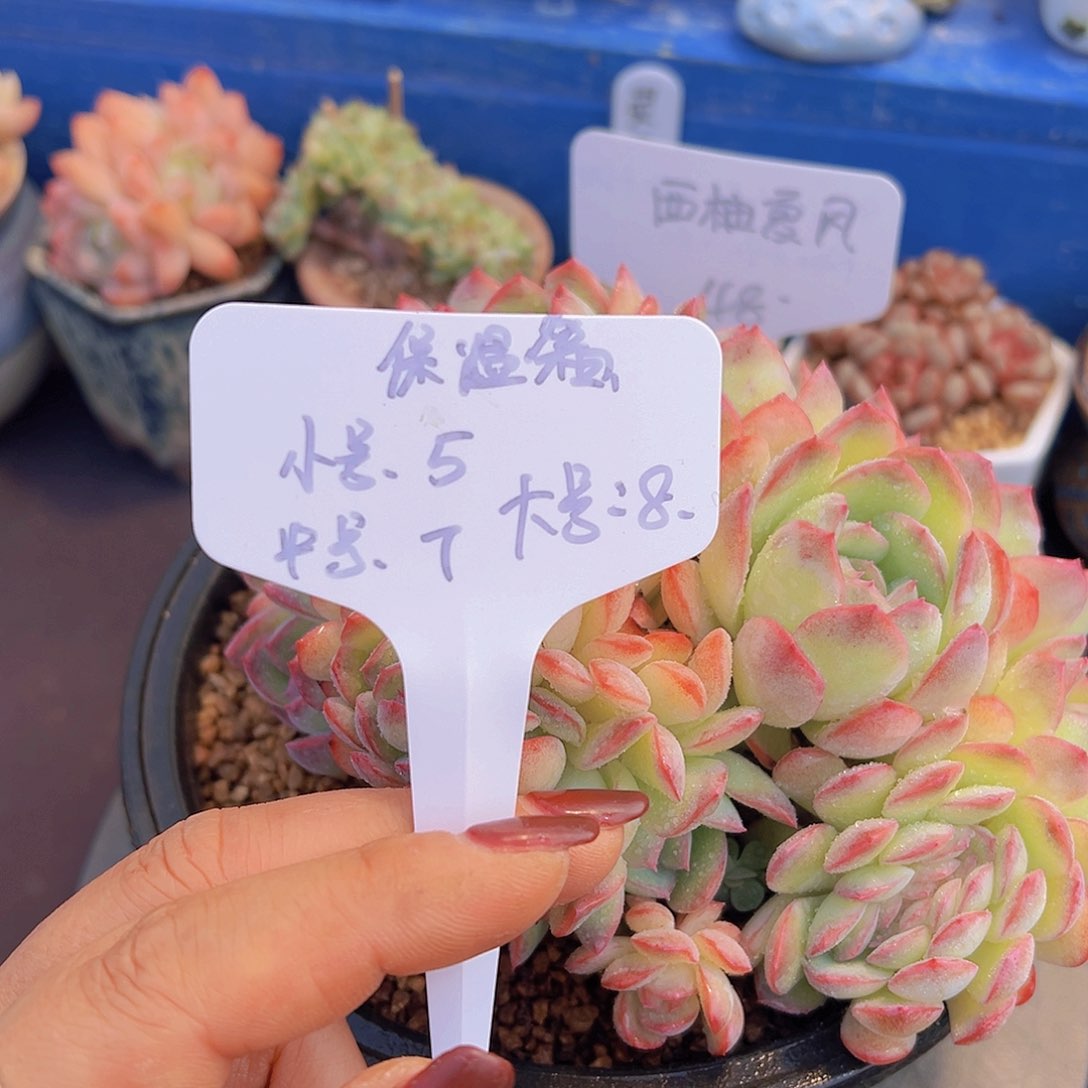 西**风保温箱，多肉植物，