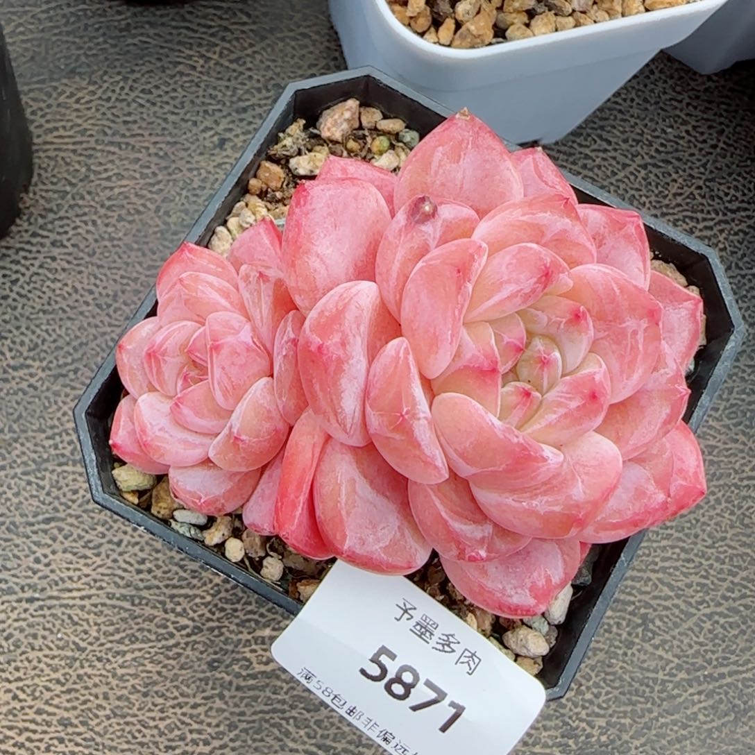 雪塔飘枝，5871多肉植物