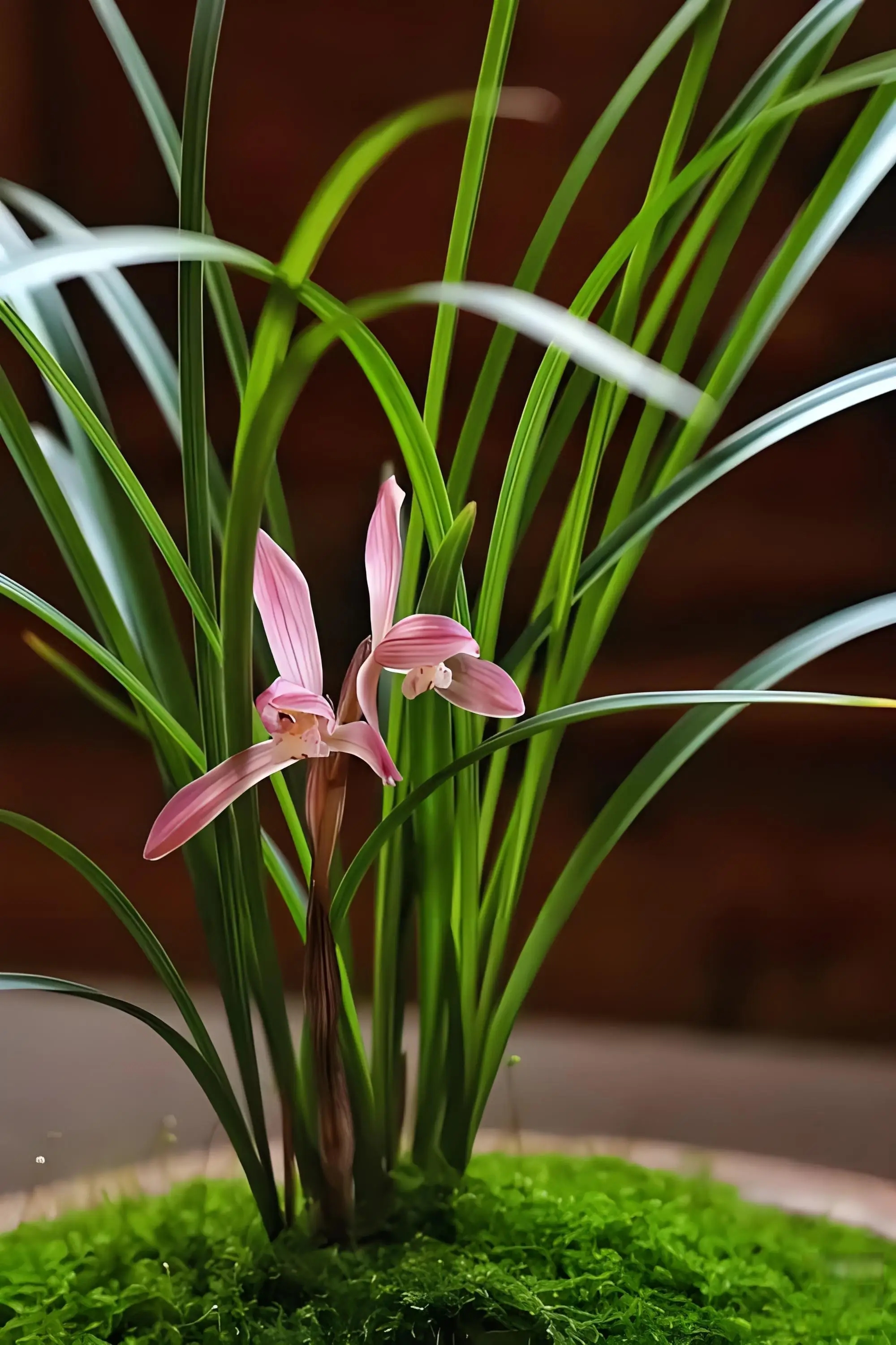 送春绿兰春兰莲辦虎头兰兔儿兰链接