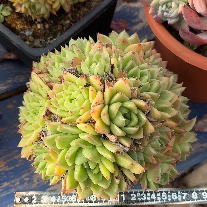 女王655 多肉植物一物一拍