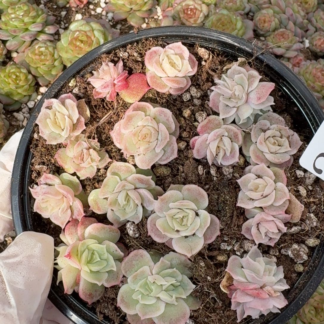 多肉植物多肉植物235