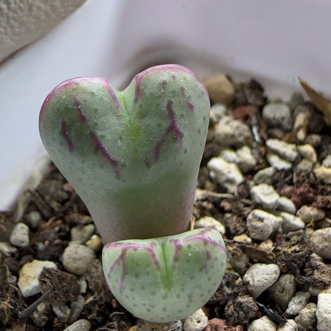 11-10-3-4当天满38包邮清货将杂脱土