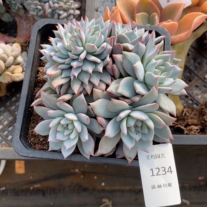 1***0粉蓝鸟有砍朵缀化多肉多肉234