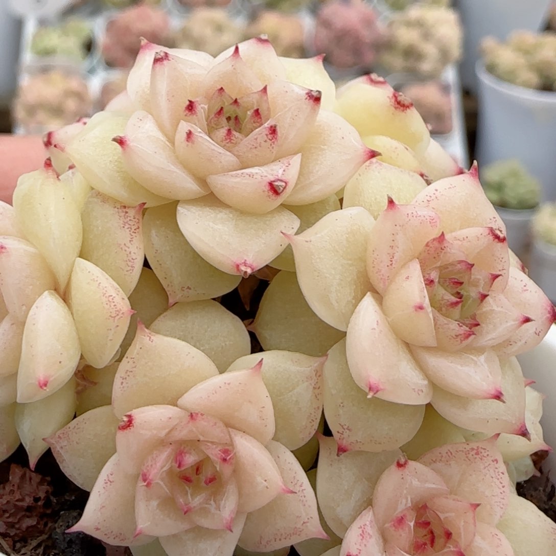 【闪购商品】0204-40玉透麦杆