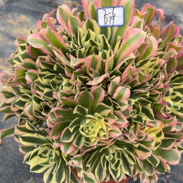 白凤多肉有瑕疵断枝不包19