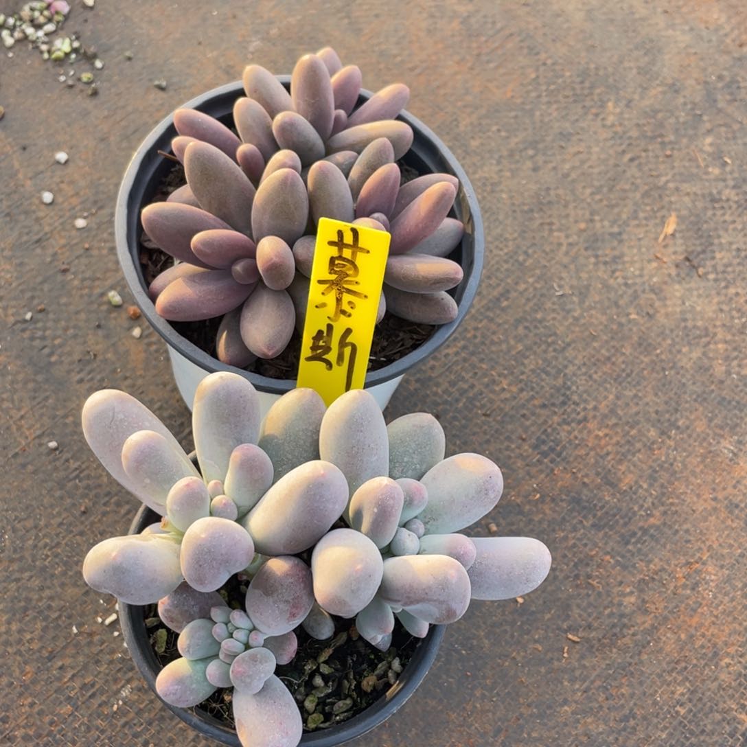 ?***糕姐姐说她要的