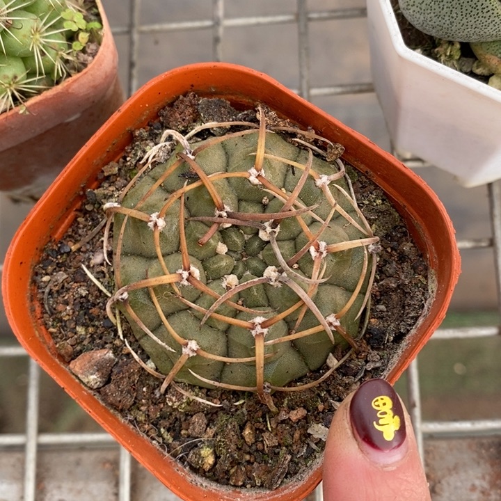 伯克利和格蕾纳等著名音乐