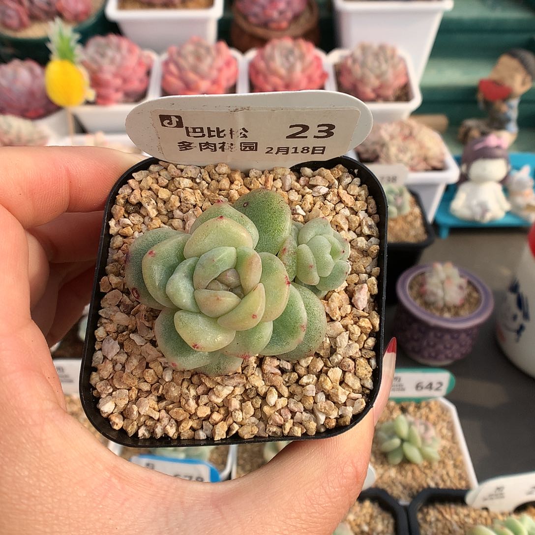 23黄锦珍妮石化多肉植物