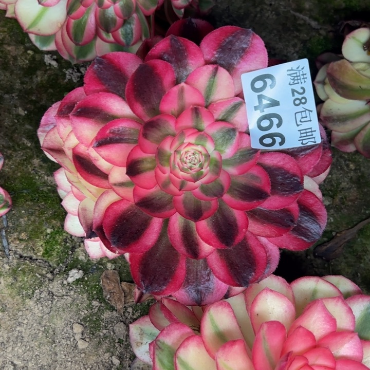 6466南倾城多肉植物