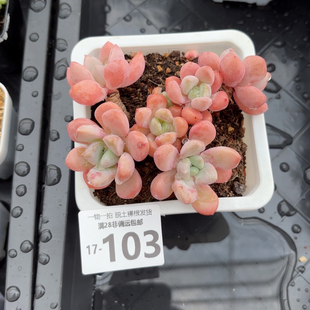 花斑鹿老桩多肉多肉