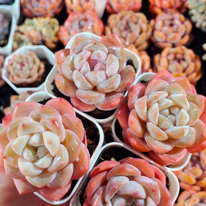 霜花粉冰玉霜花9.9一盆