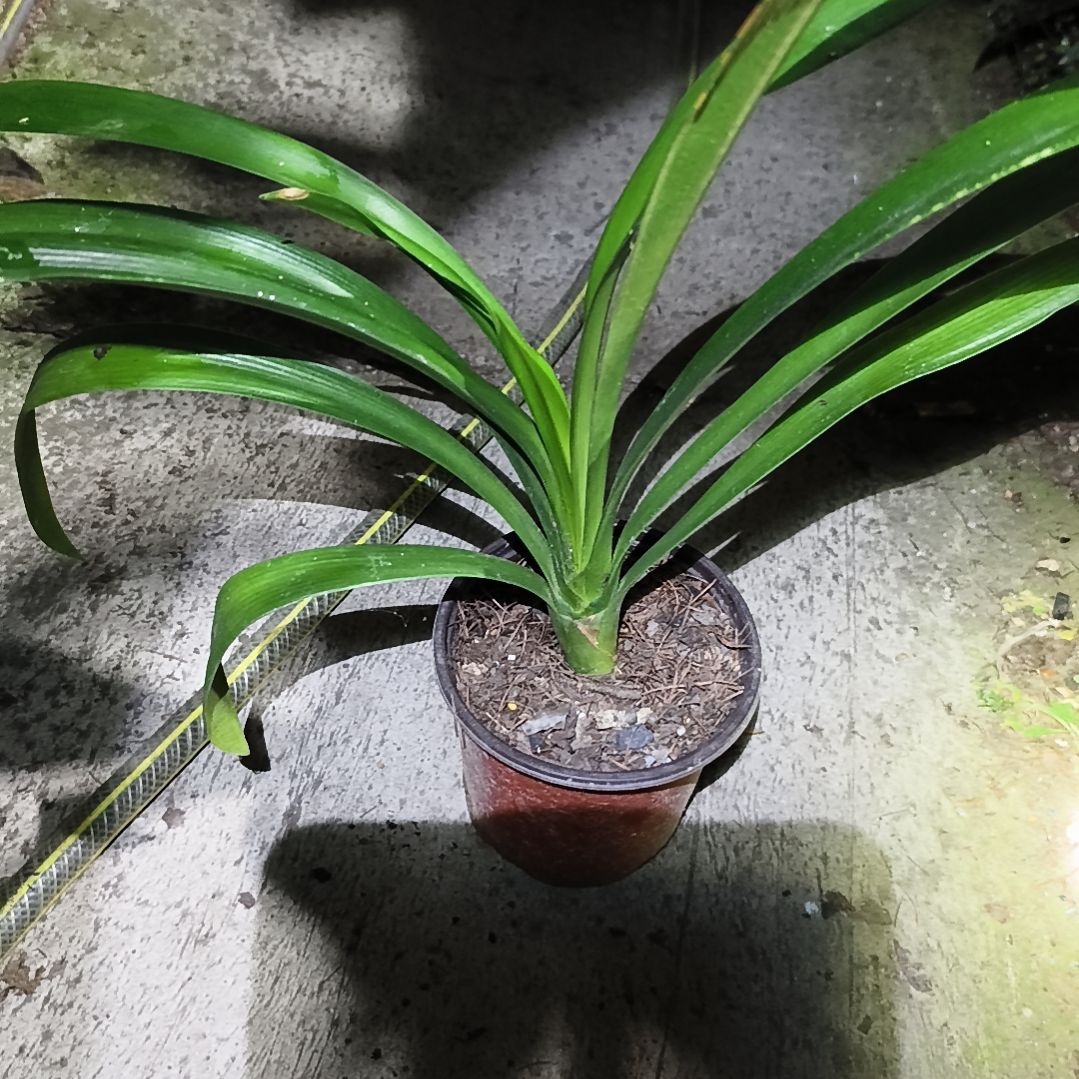 *****当前无花栽培后可以开花盲盒大苗残叶特惠