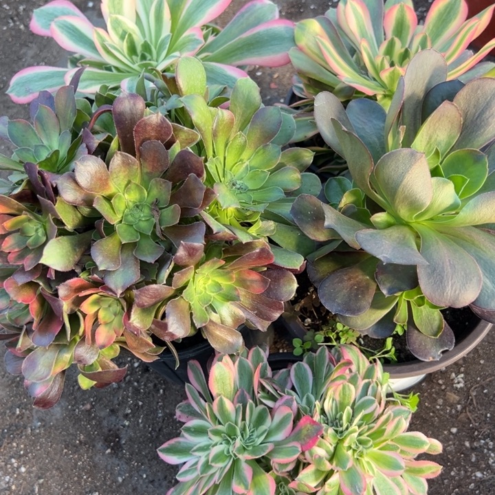 多肉植物4颗➕一颗缀不售后