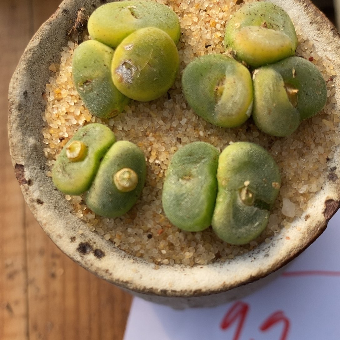 362多头水晶鞋一组。    