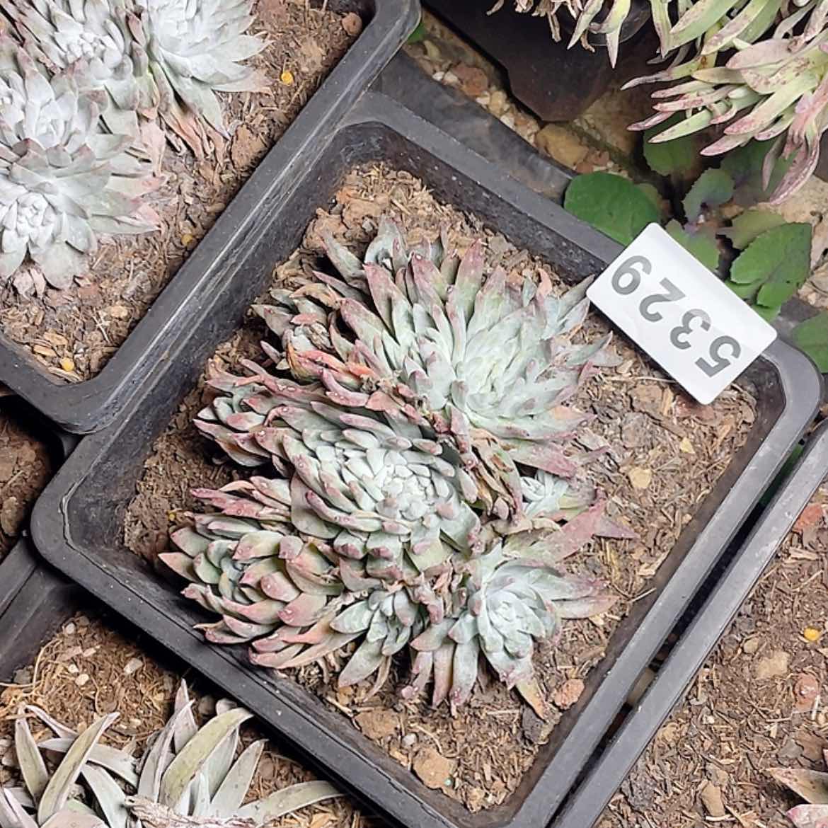 【闪购商品】白雪白雪