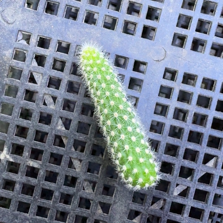 253白檀白13一个无根侧牙，20包邮