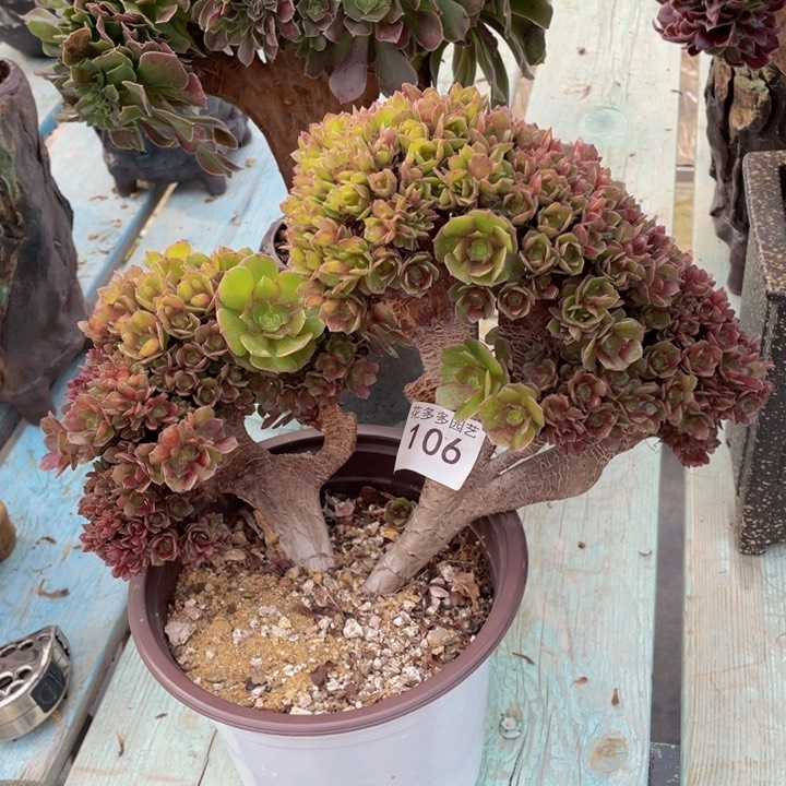 106号万圣节朵朵有伤