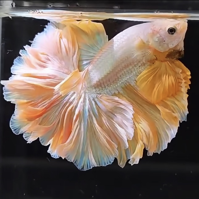 A14（313-336）泰国斗鱼耐活好养小型观赏鱼（直播间选鱼）