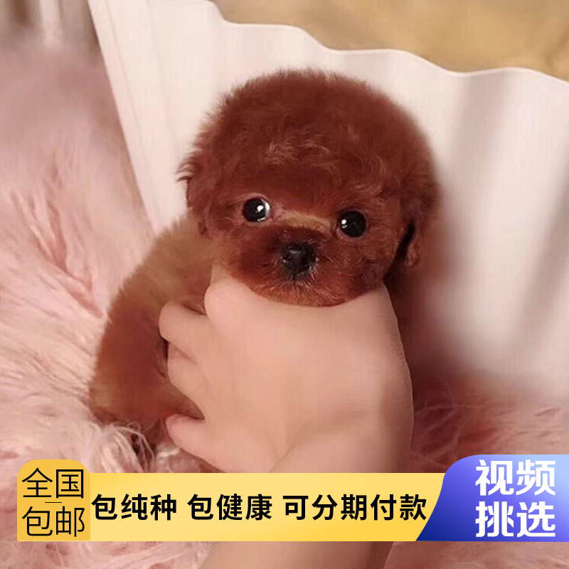 泰迪幼犬活犬纯种宠物狗小型犬小体茶杯犬小狗狗活体灰泰迪贵宾犬