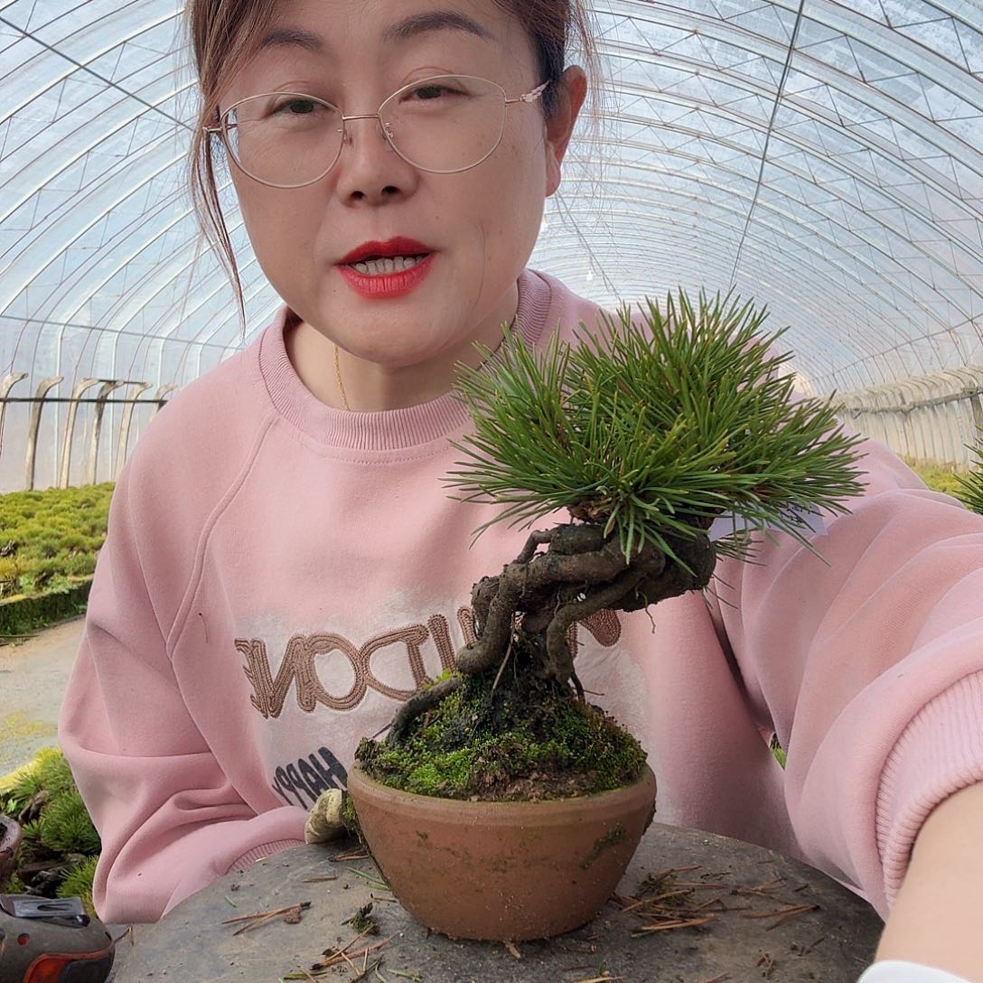 中***司完全开放三河黑松盆景