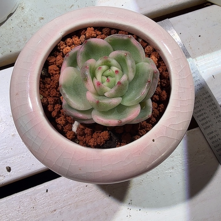 白玫瑰锦多肉植物