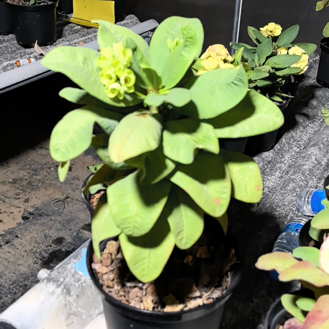 完全开放玉河大苗直播间一物一拍