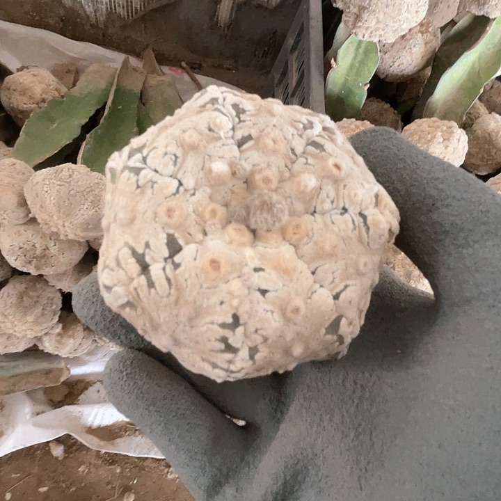 完全开放清**乐兜兜兜1